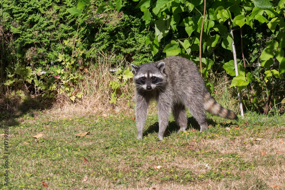 Obraz premium Raccoon