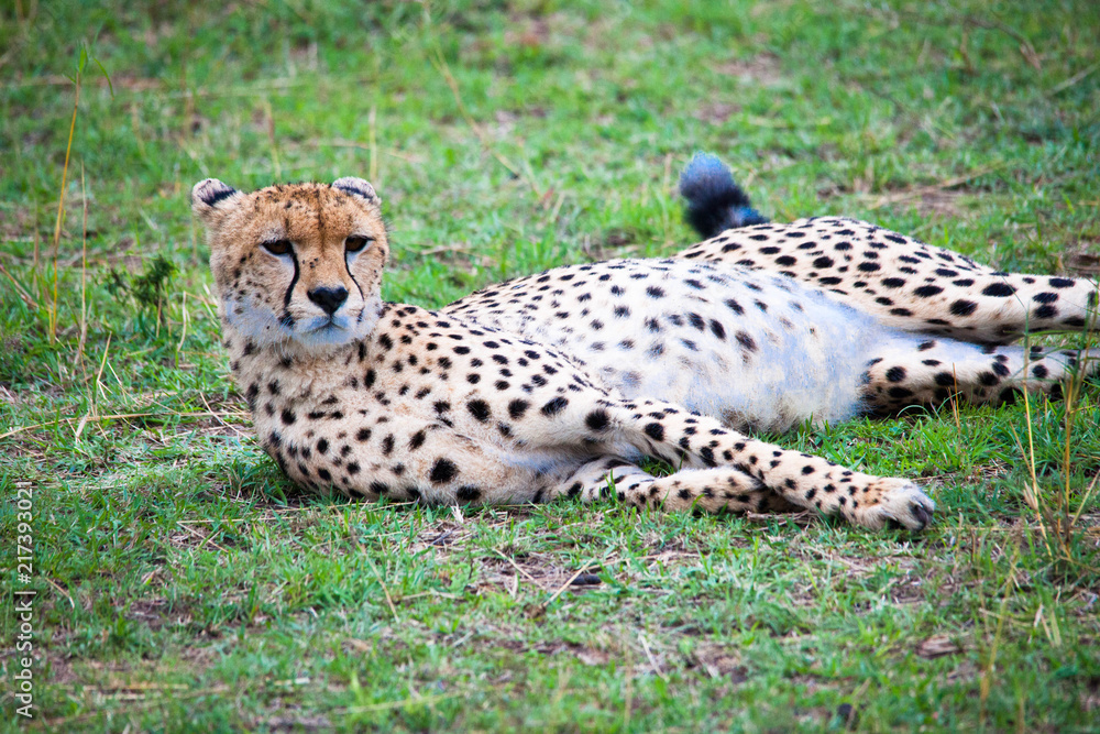 Portrait shots of cheetahs and cubs playing and resting in Africa grass Portrait shots of cheetahs and cubs playing and resting in Africa grass