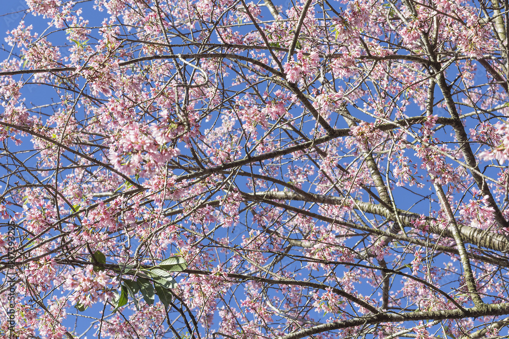 Obraz premium Cherry blossom