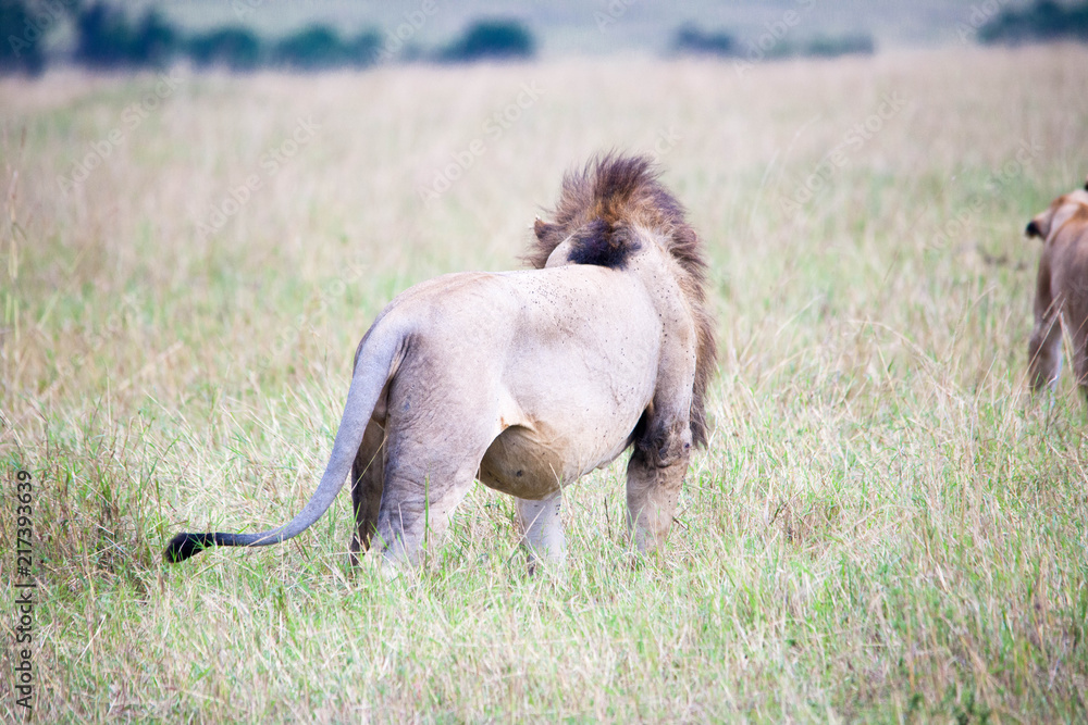 Obraz premium Portrait shots of a lion, lioness and cubs in Africa