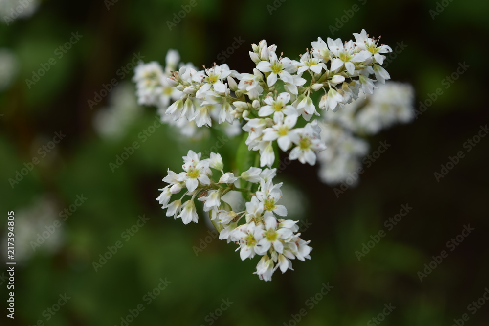 蕎麦畑 白い花 蕎麦畑 白い花