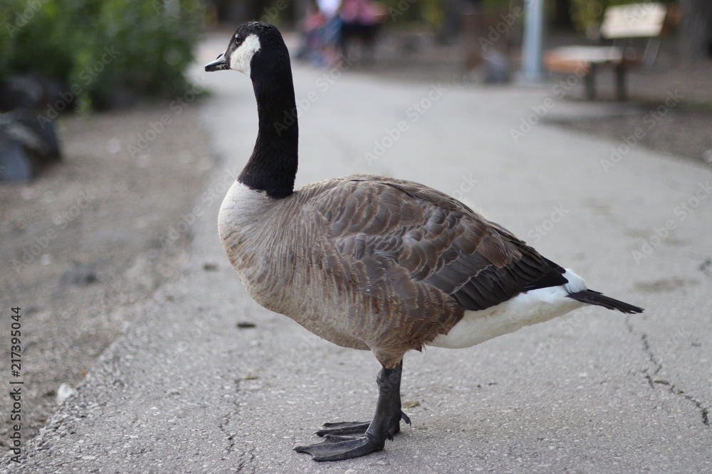Fototapeta premium Canada Goose In Park