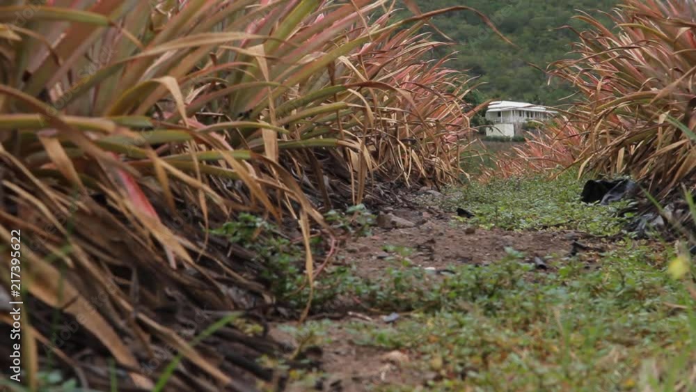 Antigua Black Pineapple a local specialty of this island is grown on this farm at Cades Bay