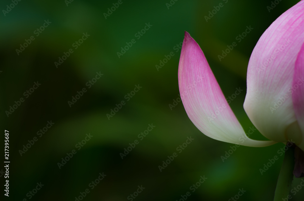 蓮の花びら 蓮の花びら