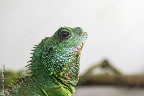 Green iguana profile detail. Lizard's head close-up view. Small wild animal looks like a dragon photo