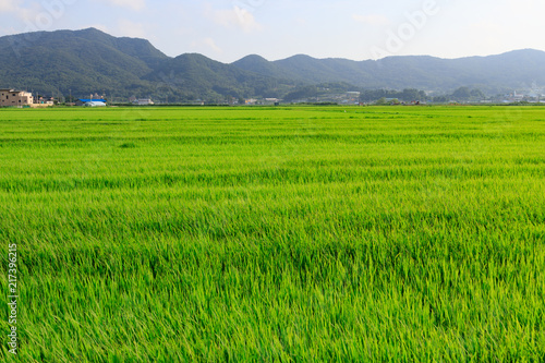Korean traditional rice farming. Korean rice farming scenery. Rice field and the sky in Ganghwa-gun, Incheon, Republic of Korea.