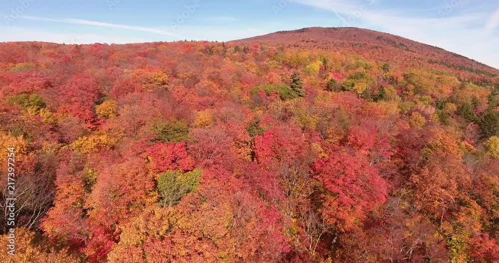 Landscape of forest during autumn in Canada. This forest is very renowned for its paths of hiking. Landscape of forest during autumn in Canada. This forest is very renowned for its paths of hiking.