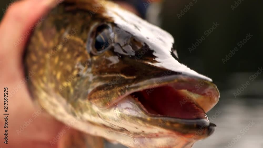 Close up of a pike coming to be fished in a lake in Canada. These fishes have big eyes and a mouth fills with sharp teeth. Close up of a pike coming to be fished in a lake in Canada. These fishes have big eyes and a mouth fills with sharp teeth.