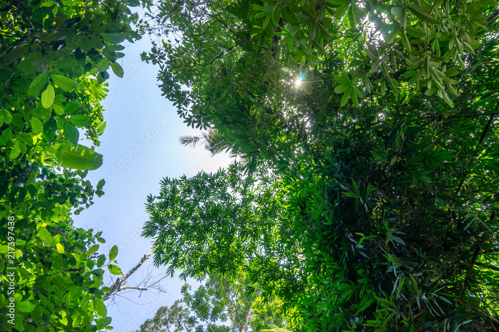 Fototapeta View of trees and green leaves in the tropical forest with blue sky and shiny sun un the middle.
