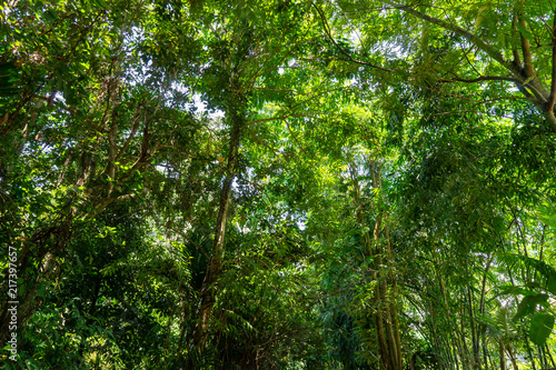 View of trees and green leaves in the tropical forest with blue sky and shiny sun un the middle.