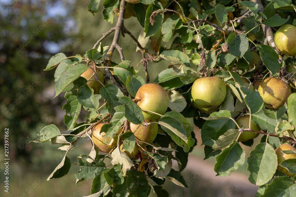 Apples hanging at the apple in summer in an orchard Apples hanging at the apple in summer in an orchard