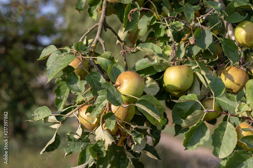 Apples hanging at the apple in summer in an orchard