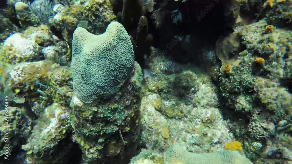 SCUBA Diving - Roatan, Honduras - Small Orange Sponges on a Reef SCUBA Diving - Roatan, Honduras - Small Orange Sponges on a Reef