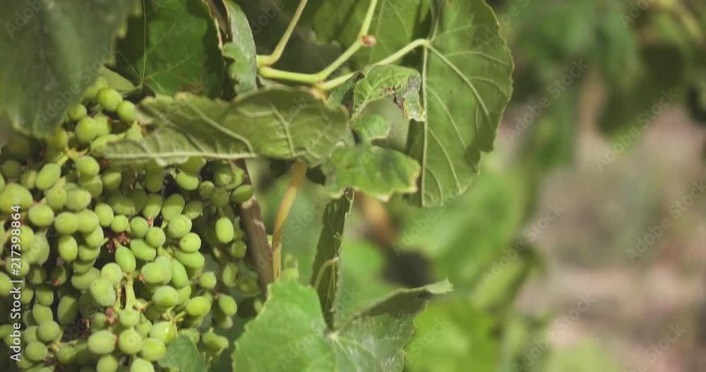 Close up of some grapevines' leaves and grapes. Camera moving up and left. Slow motion. Close up of some grapevines' leaves and grapes. Camera moving up and left. Slow motion.