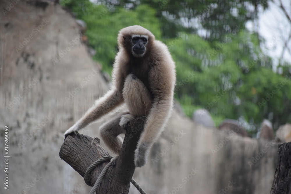 Obraz premium brown chimpanzee