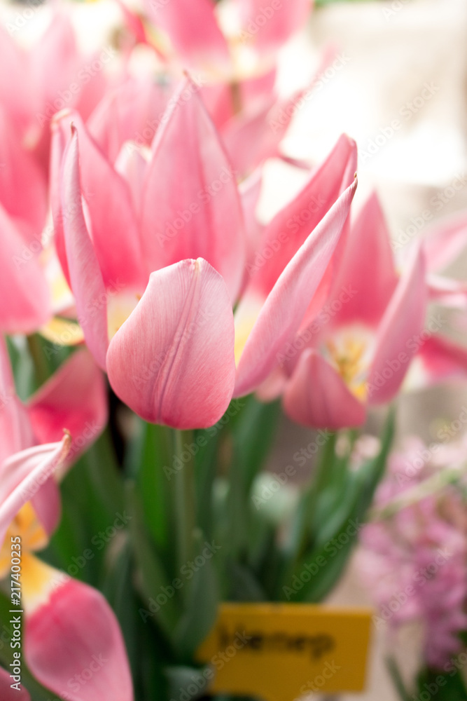 Naklejka premium Tulip