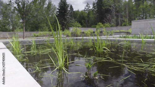 Water plants in Islamic style garden photo