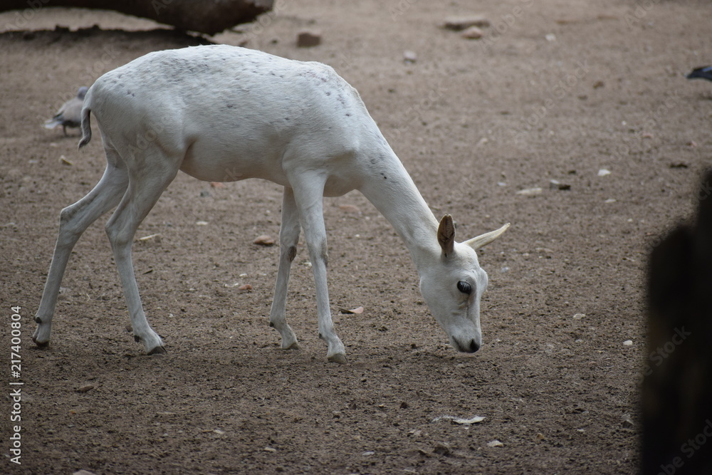 Obraz premium white deer