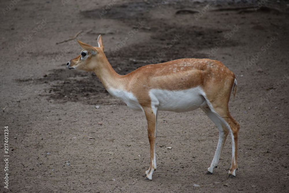 Obraz premium brown deer