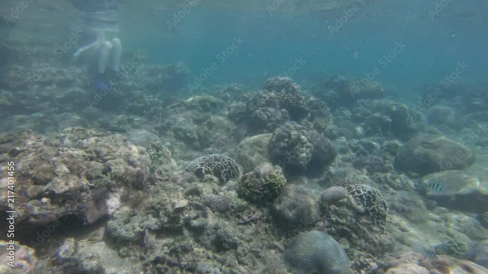 Snorkeling in shallow clear water over a gorgeous coral reef. A female snorkeler begins to ext the water at concrete steps. Snorkeling in shallow clear water over a gorgeous coral reef. A female snorkeler begins to ext the water at concrete steps.