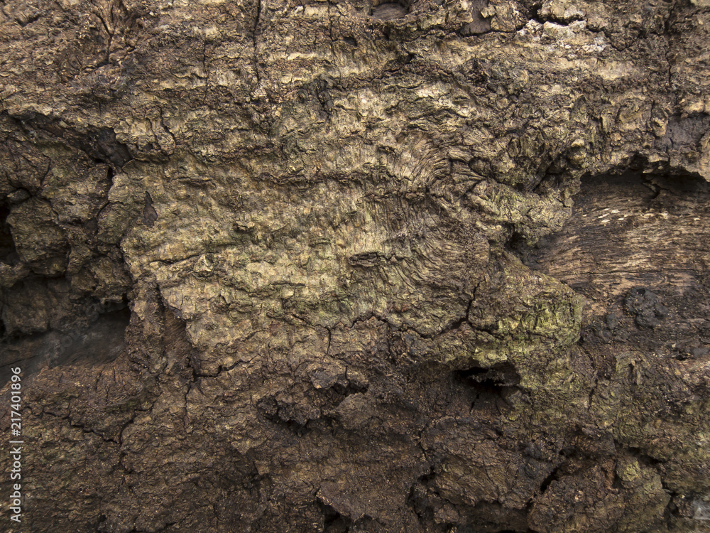 Rotten wood texture 004 Rotten wood texture 004