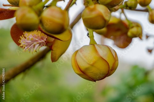 Budding flowers of Shorea robusta also known as sal, sakhua or shala tree. This tree is religious significance to Hindu and Buddhism. photo