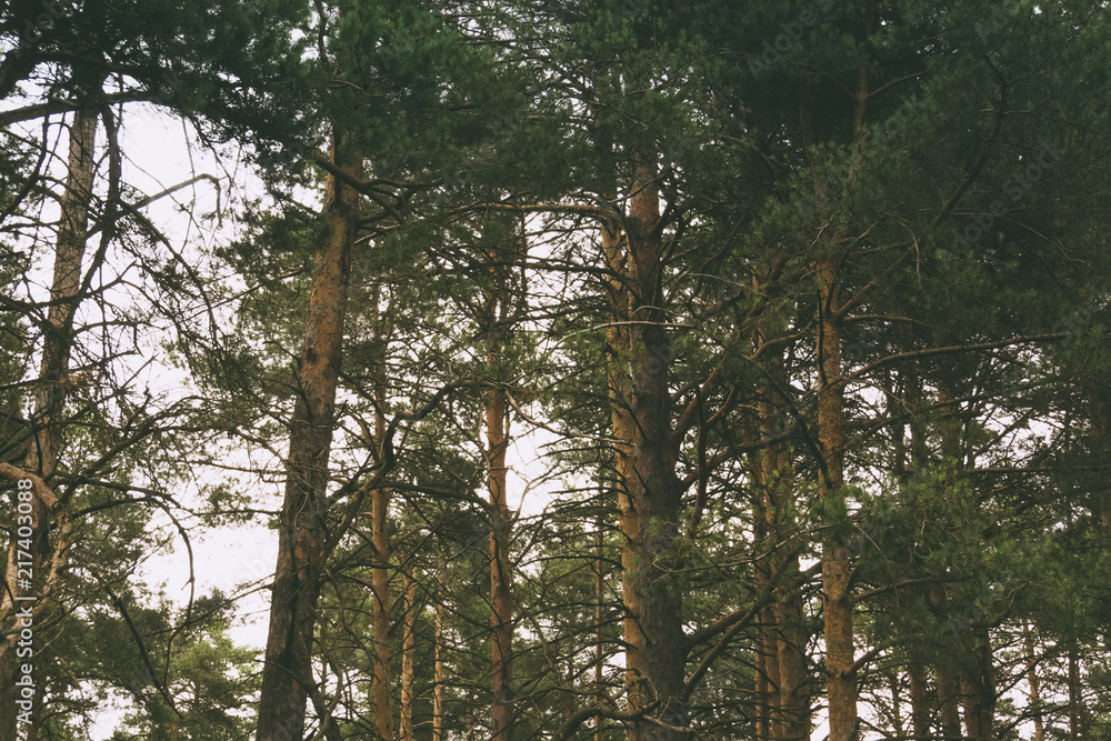 Fototapeta premium Green pine forest filtered