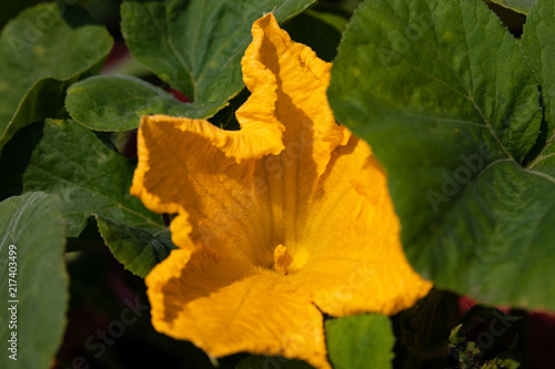 Kürbis Blüte im garten