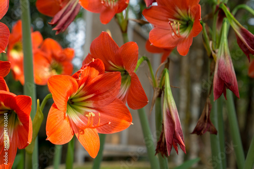 Beautiful red Hippeastrum or Knight's star lily flowers in the botanical garden. photo