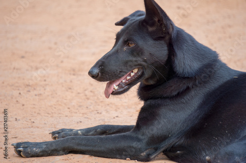 Black Thai stray dog lay down on the soil ground with tongue hang out of the mouth