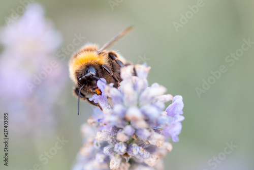 Honey Bees © simon