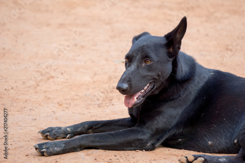 Black Thai stray dog lay down on the soil ground with tongue hang out of the mouth