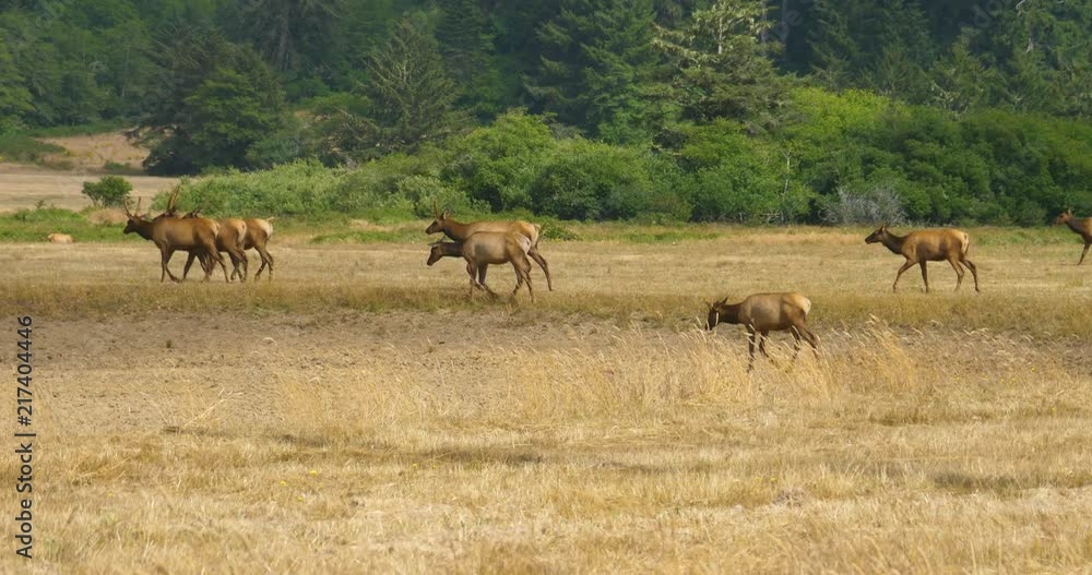 Wide Angle of Roosevelt Elk Walking Across a Dry Field From Northern California Wide Angle of Roosevelt Elk Walking Across a Dry Field From Northern California
