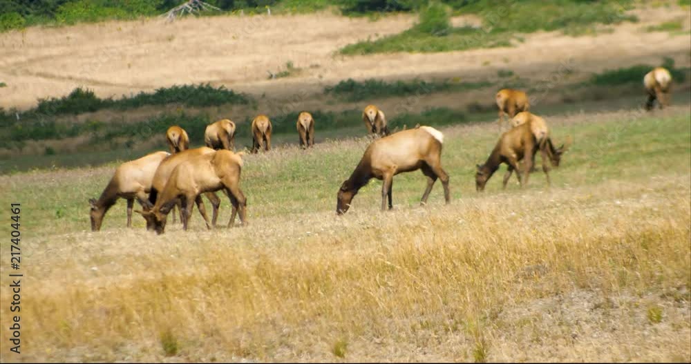Roosevelt Elk Standing in a Dry Field Eating Roosevelt Elk Standing in a Dry Field Eating