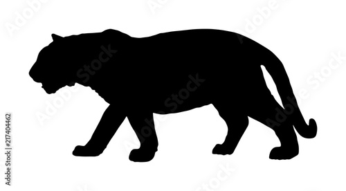 Fotografie, Obraz Tiger vector silhouette illustration isolated on white background