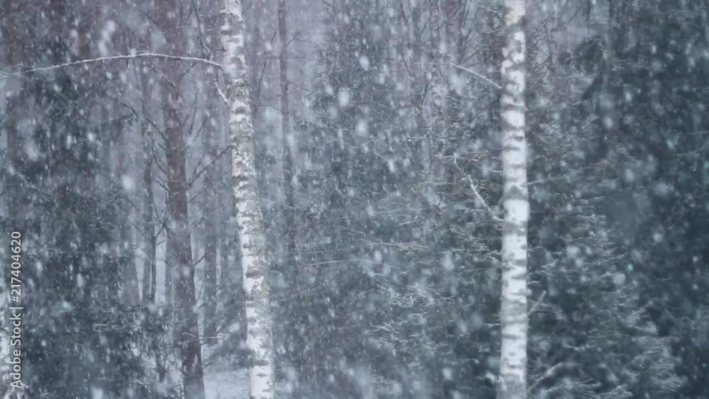 Heavy Snow in the forest in cold winter Heavy Snow in the forest in cold winter