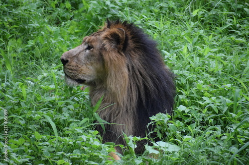 Fototapeta Naklejka Na Ścianę i Meble -  Relaxing Asiatic Lion 
