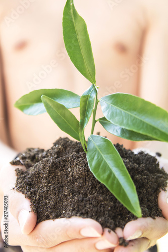 plant in hands. Ecology concept. Nature Background