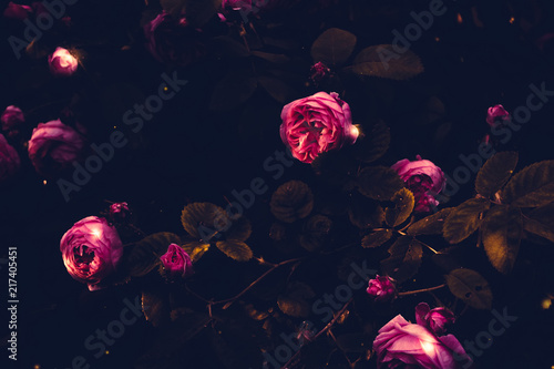 Pink climbing roses retro
