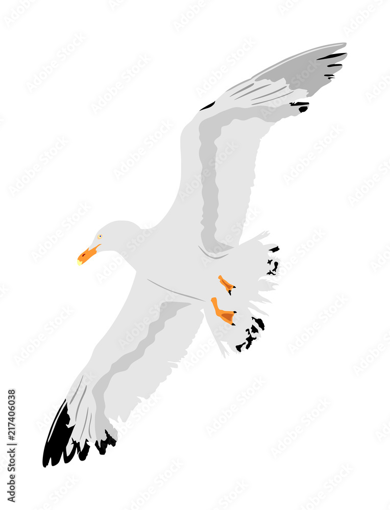 Naklejka premium Seagull fly on sky, isolated on white background vector illustration, sea or ocean bird with spread wings. Bird fly silhouette.