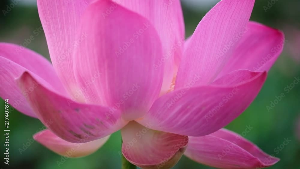 Fresh pink lotus flower. Close focus of a beautiful pink lotus flower with copy space for text or advertising. The background is the pink lotus flowers and yellow lotus bud in a pond Fresh pink lotus flower. Close focus of a beautiful pink lotus flower with copy space for text or advertising. The background is the pink lotus flowers and yellow lotus bud in a pond