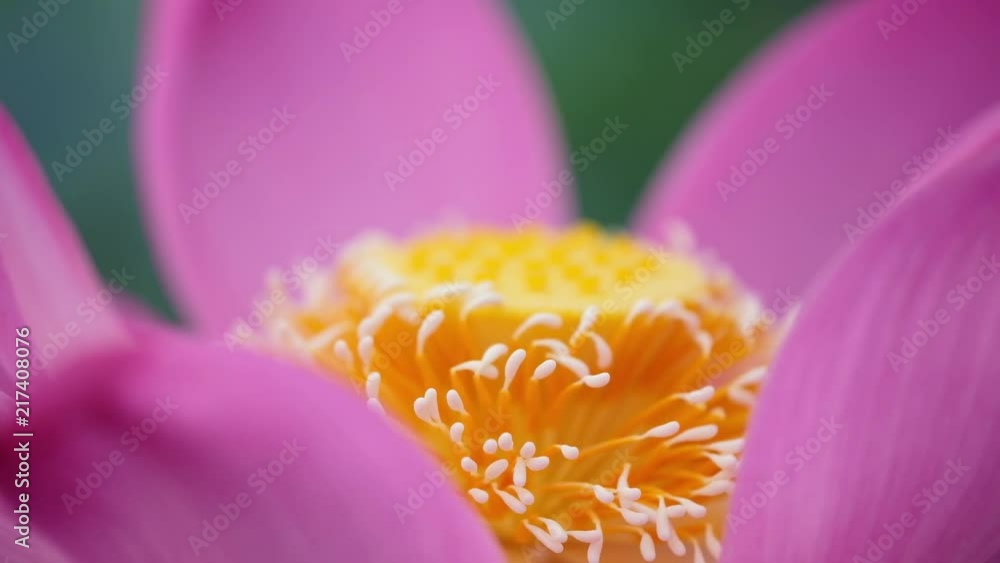 Fresh pink lotus flower. Royalty high-quality free stock footage of a beautiful pink lotus flower. The background is the pink lotus flowers and yellow lotus bud in a pond. Peace scene in a countryside Fresh pink lotus flower. Royalty high-quality free stock footage of a beautiful pink lotus flower. The background is the pink lotus flowers and yellow lotus bud in a pond. Peace scene in a countryside