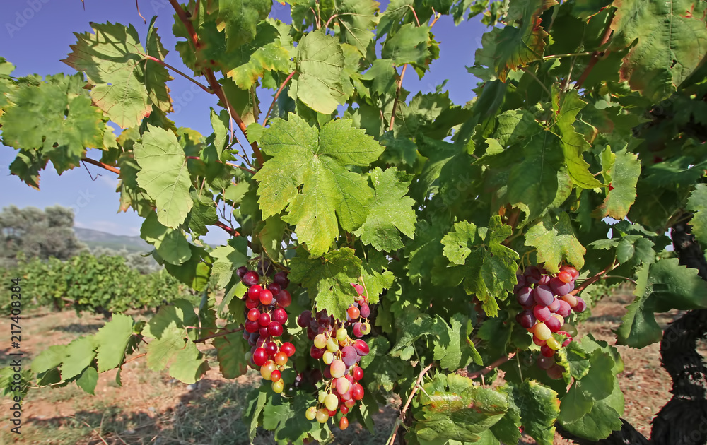 Kırmızı üzüm ; İzmir , buca , kaynaklar 