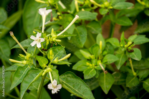 Beautiful little buds and white flowers of Jasmine in the garden photo