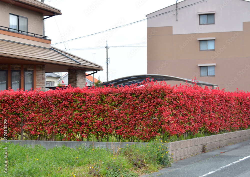 赤い葉が鮮やかなベニカナメモチの生け垣