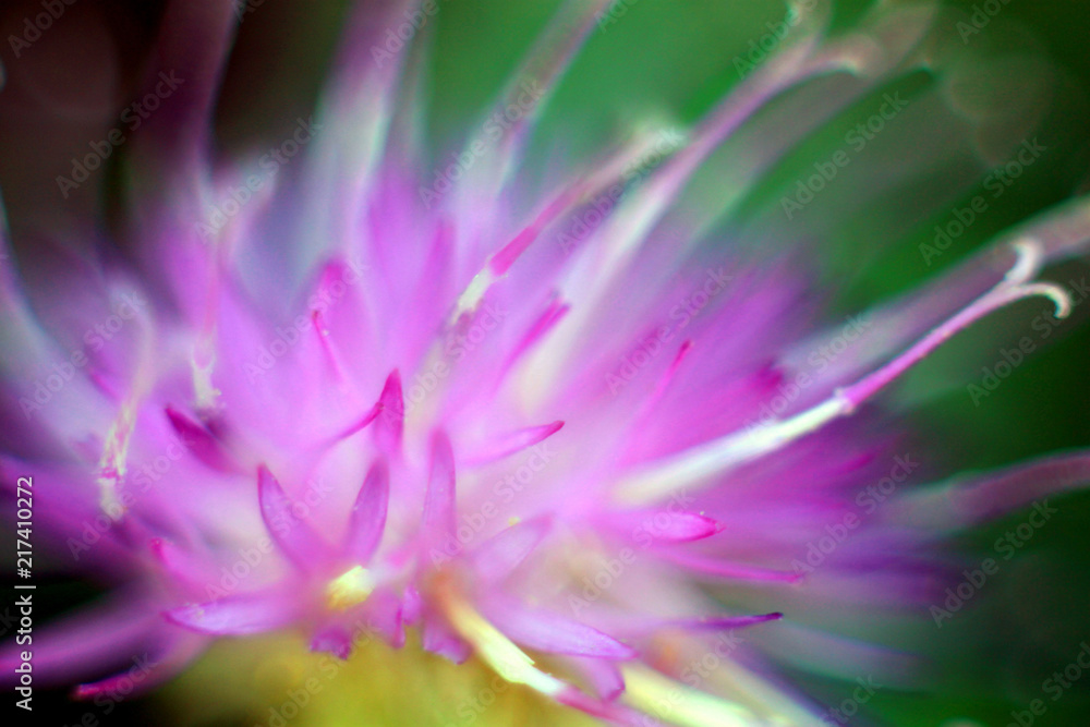 Macro/pink flower Macro/pink flower