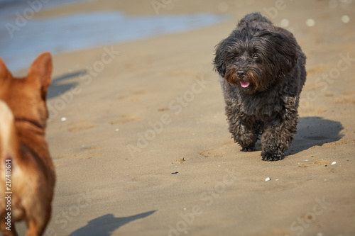 Dogs at the Pluto beach in Bibione Italy