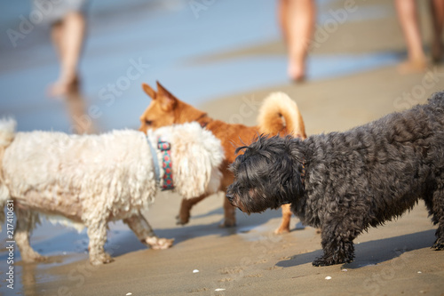 Dogs at the Pluto beach in Bibione Italy