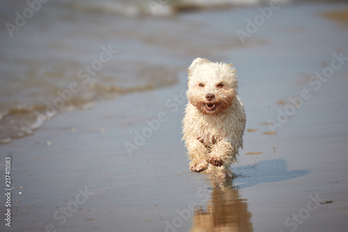White havanese dog running on the beach