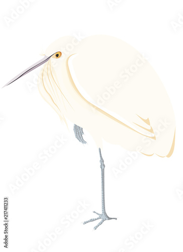 Aigrette seule en couleur